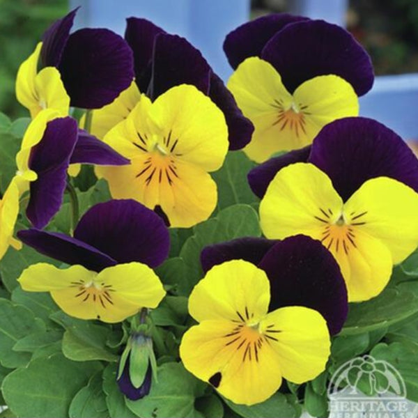 Pansy 'Penny Yellow Jump Up'