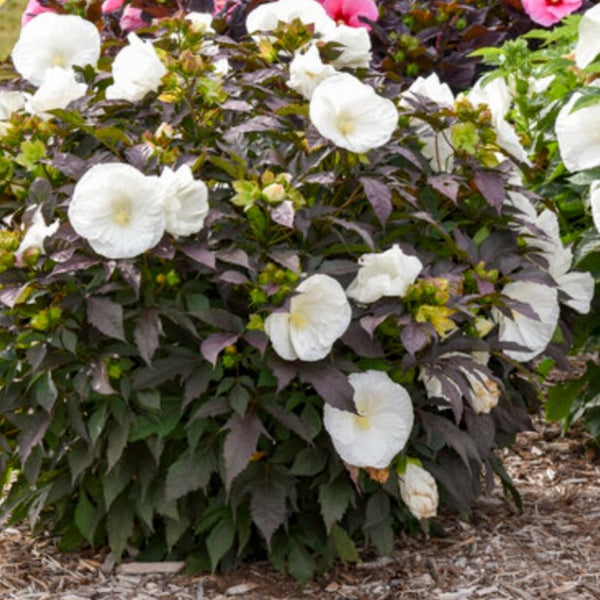 Hibiscus 'Cookies and Cream' PW