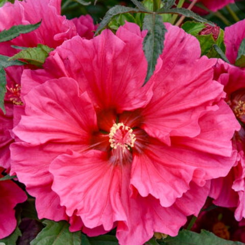 Hibiscus 'Watermelon Ruffles'