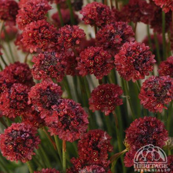 Armeria 'Ballerina Red’