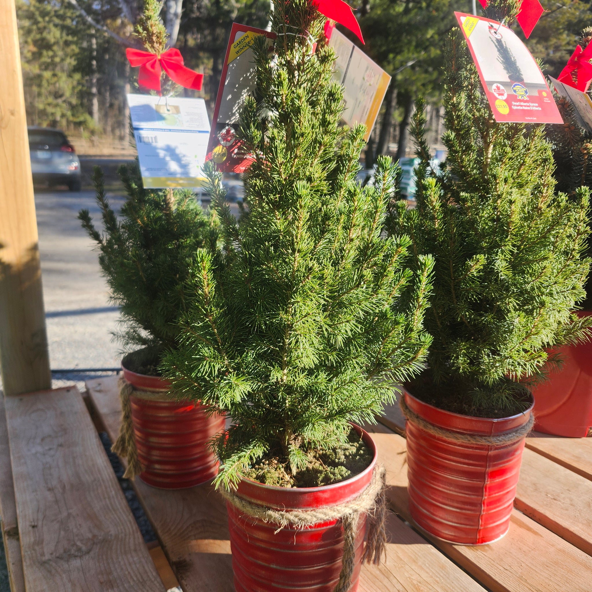 Picea glauca 'Conica' Christmas Planter