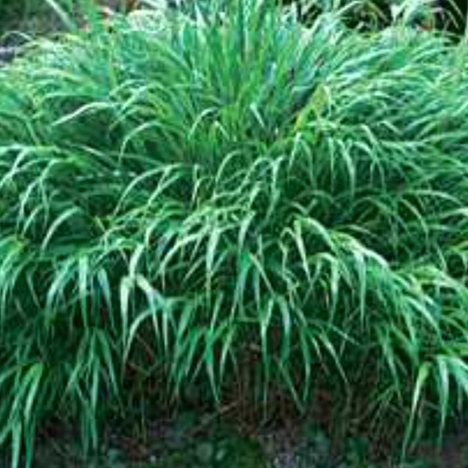 Japanese Forest Grass