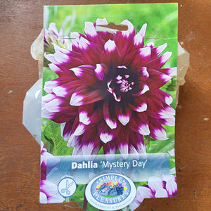 Dahlia Bulb 'Mystery Day'
