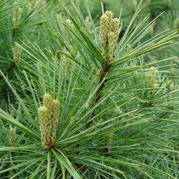 Eastern White Pine