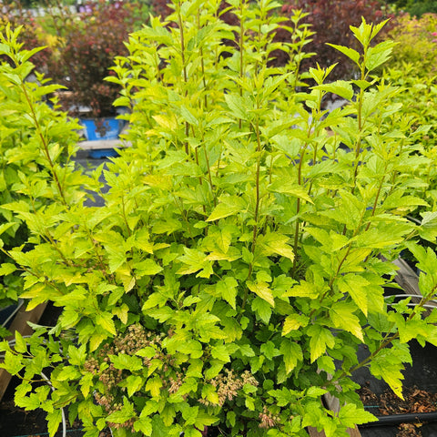 Ninebark 'Cougar Cub'