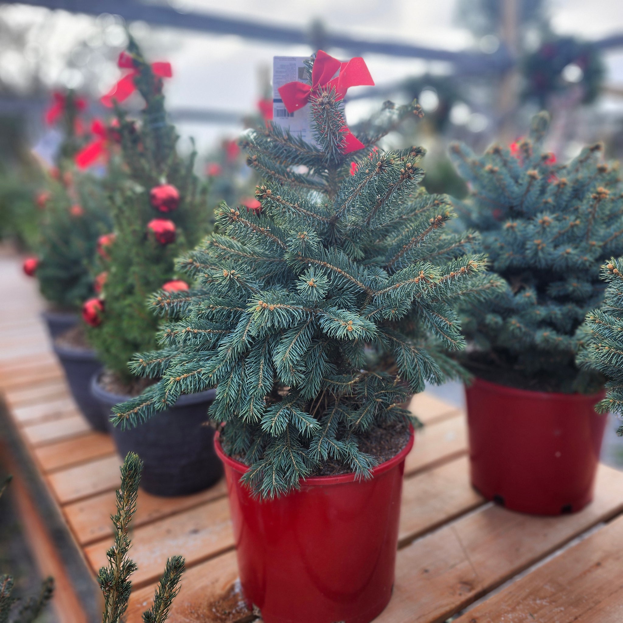 Live Potted Christmas Tree 'Baby Blue'  3 Gal