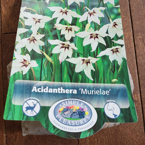 Acidanthera Bulbs