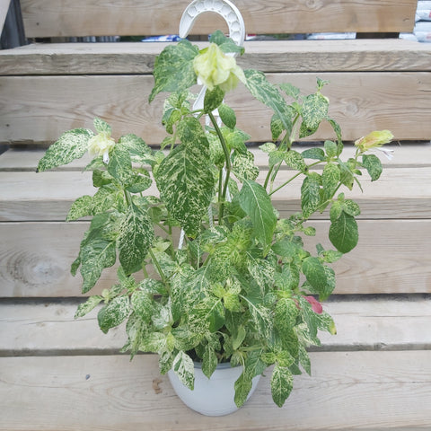Belleoperone 'Varigated' 🍁 - 6" Hanging Basket