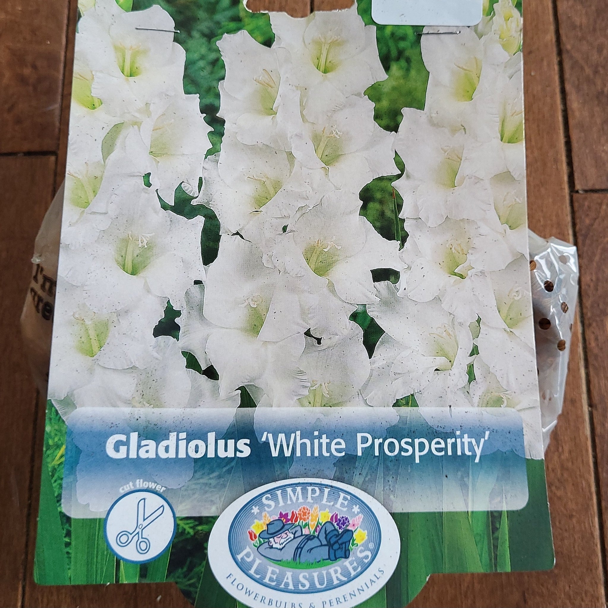 Gladiolus Bulbs 'White Prosperity'
