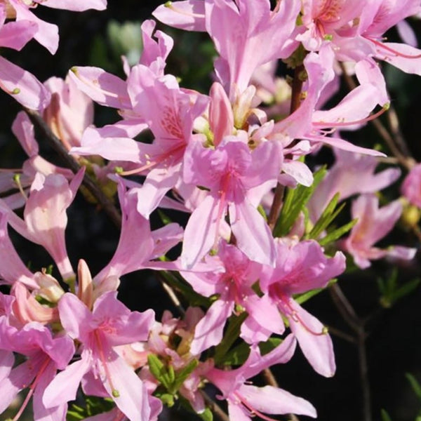 Azalea 'Western Lights'