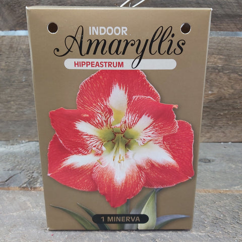 Amaryllis Golden Box Collection
