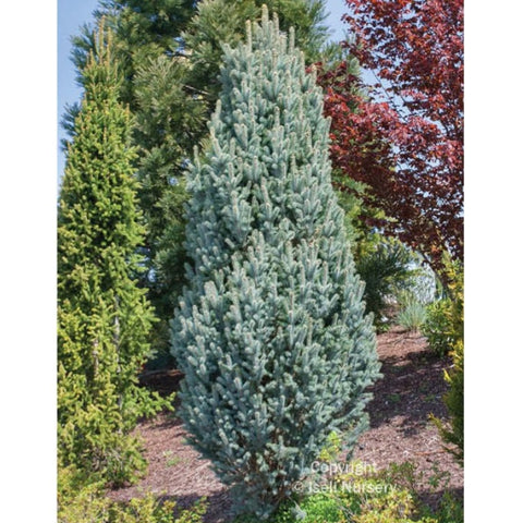 Blue Spruce 'Iseli Fastigiate'