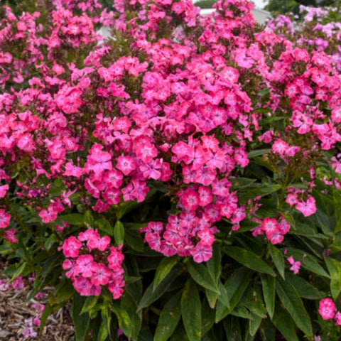 Phlox 'Pink Lightning' PW