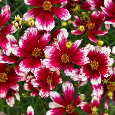 Coreopsis 'Heartstrings' PW