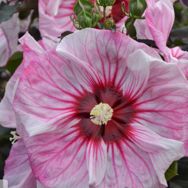 Hibiscus Summerific 'Cherry Choco Latte'