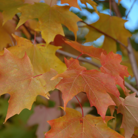Sugar Maple 'Fall Fiesta' - Large Caliper