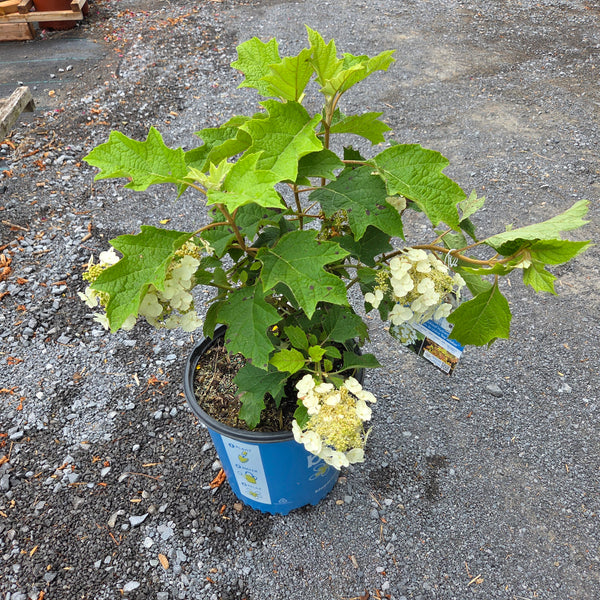 Hydrangea 'Toy Soldier'