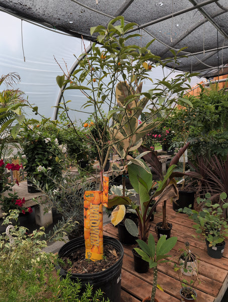 Citrus - Kumquat 17"