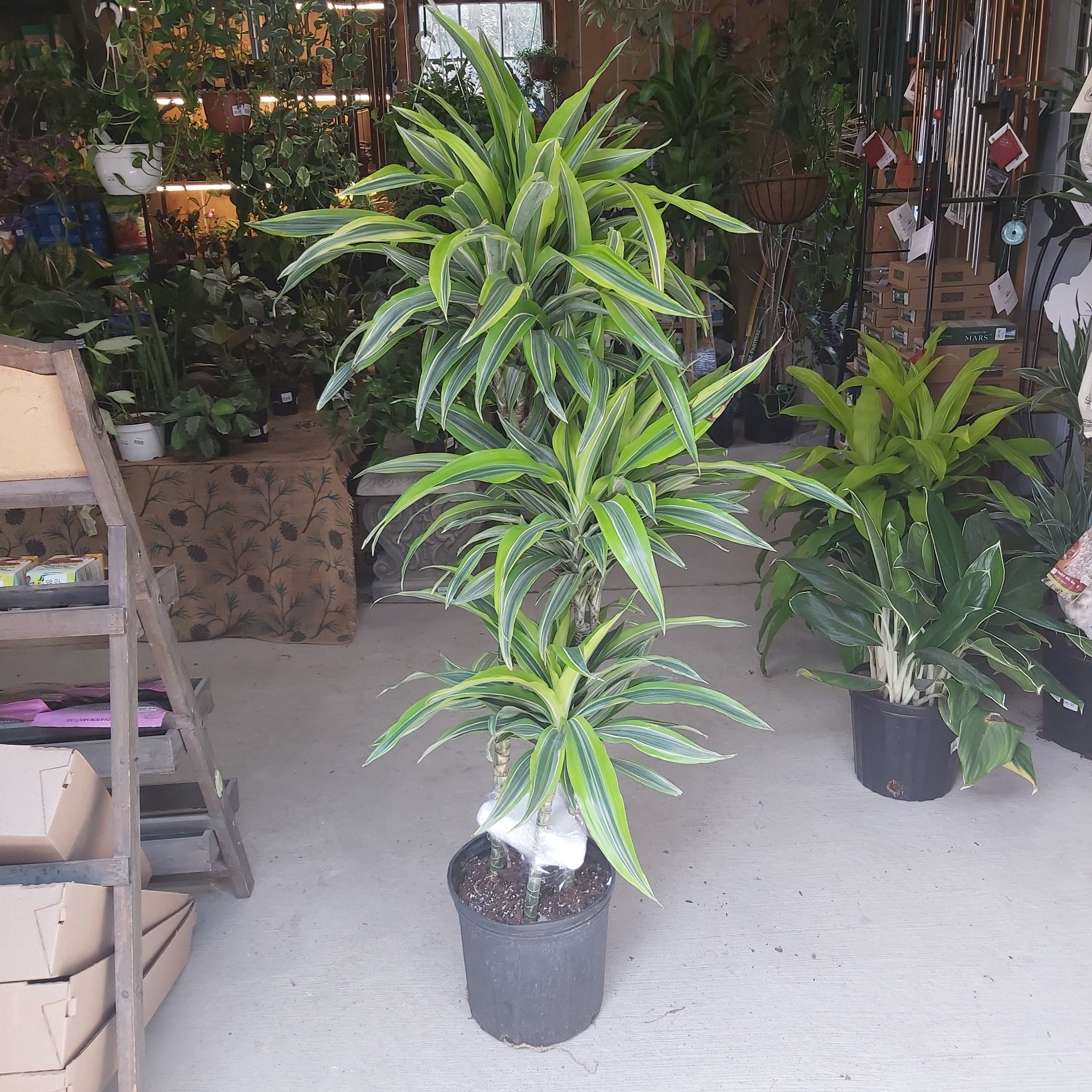 Dracaena 'Lemon Lime C/B CANE 3/2/1'  10"