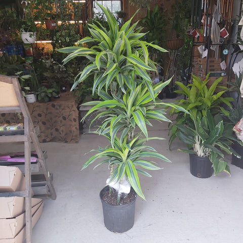 Dracaena 'Lemon Lime C/B CANE 3/2/1'  10"