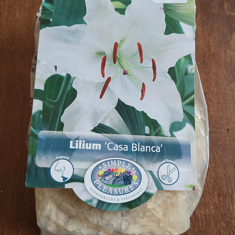 Lilium Bulbs 'Casa Blanca'