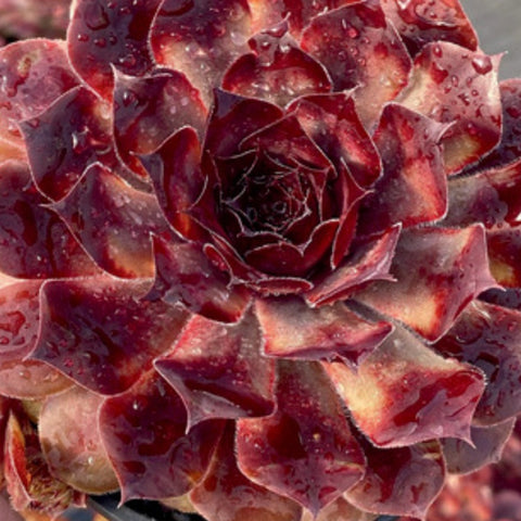 Sempervivum 'Choco Latte'