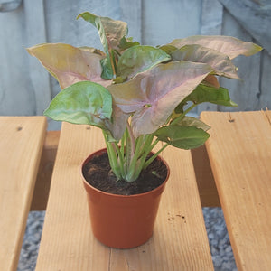 Nephthytis 'Pink Neon' 🍁