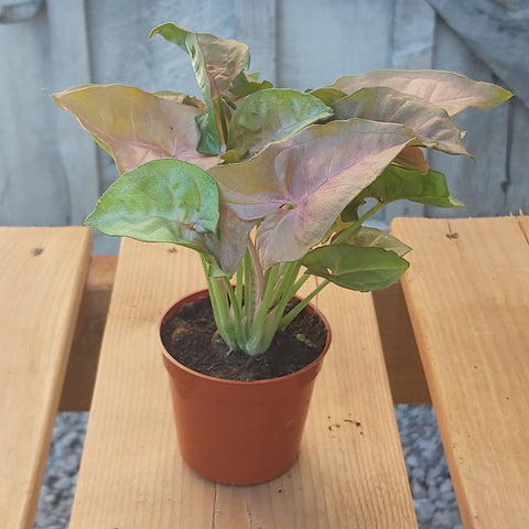 Nephthytis 'Pink Neon' 🍁