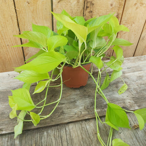 Pothos 'Neon' 6"