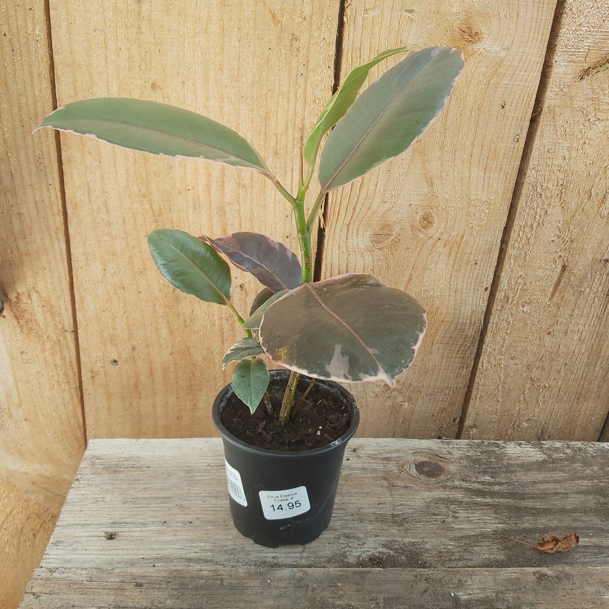 Ficus Elastica Rubber Plant 'Tineke' 🍁 4"