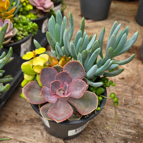 Succulent Living Canvas 'Backyard Bonfire'