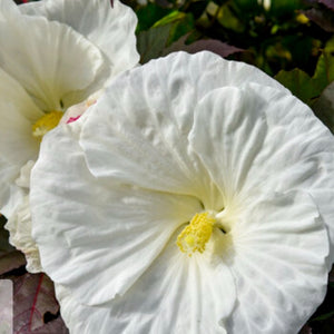 Hibiscus 'Cookies and Cream' PW
