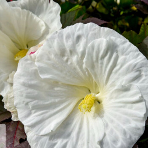 Hibiscus 'Cookies and Cream' PW