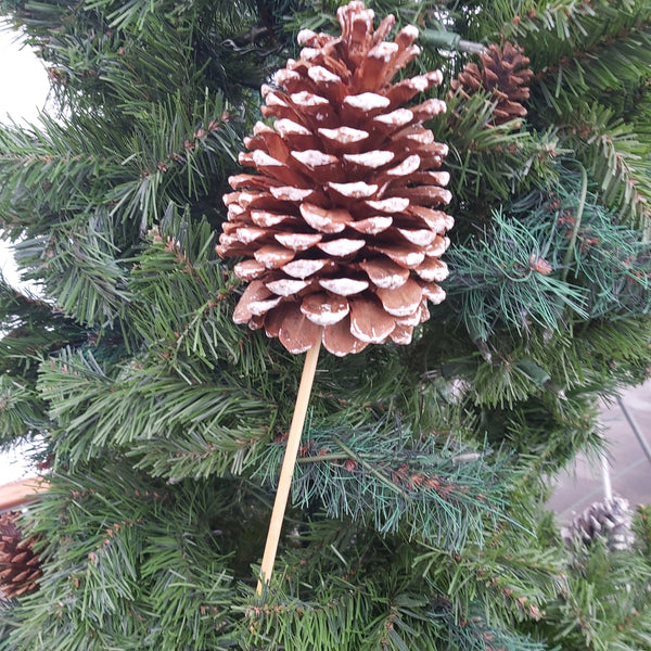 Jumbo pinecone pick - white tips