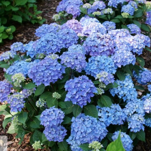 Hydrangea 'Let's Dance Lovable'