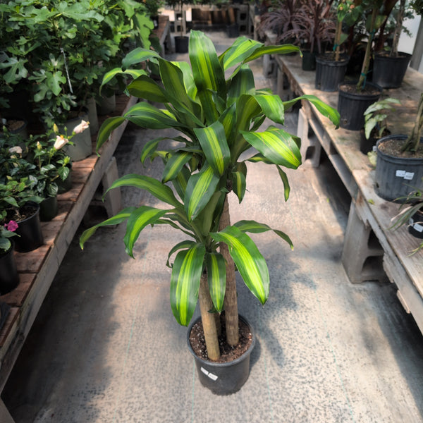 10" Dracaena Massangeana 3-2-1