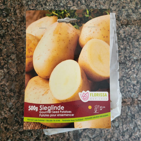 Seed Potatoes 'Sieglinde'