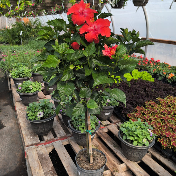 Hibiscus - Tree Form 10" RED