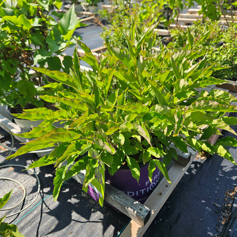 Lilac 'First Editions Little Lady'