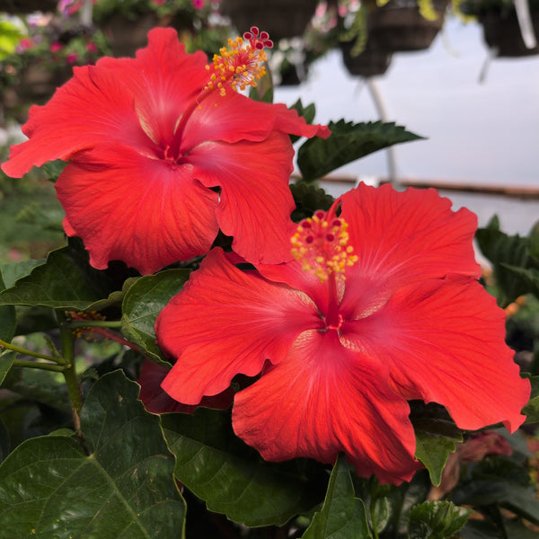Hibiscus - Tree Form 10" RED
