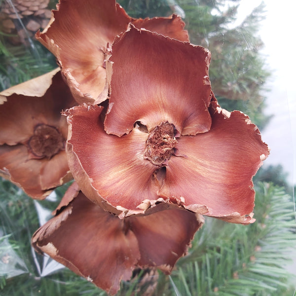 Palm Cap Natural picks - 4 pack