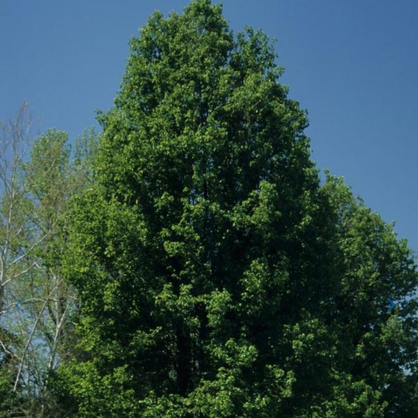 Pear 'Chanticleer' - Ornamental - Large Caliper
