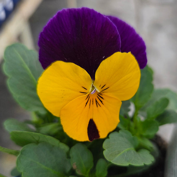 Pansy 'Penny Yellow Jump Up'