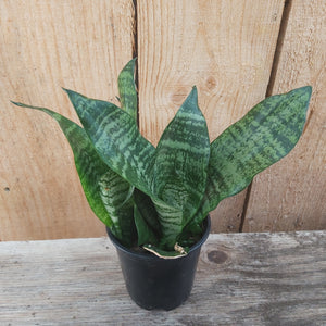 Snake Plant 'Starpower' 4" Assorted - Premium