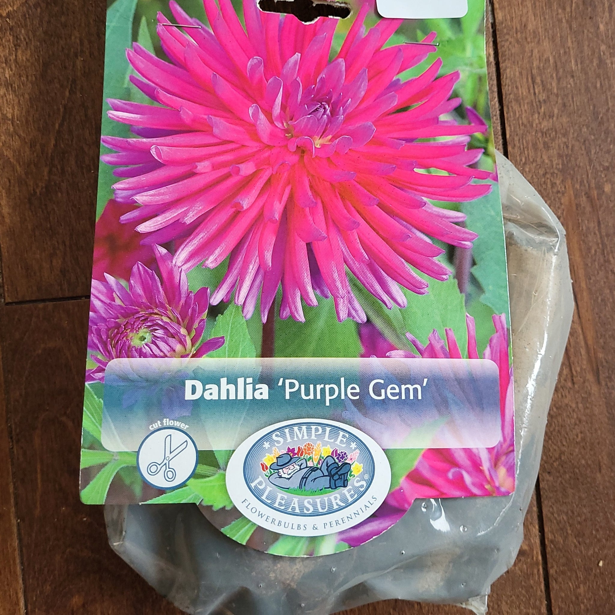 Dahlia Bulb 'Purple Gem'