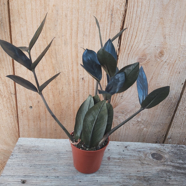 ZZ Plant 'Oscuro Black'