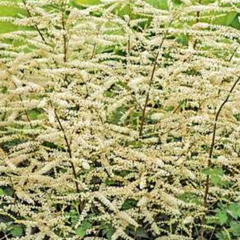 Dwarf Goat’s Beard ‘Misty Lace’