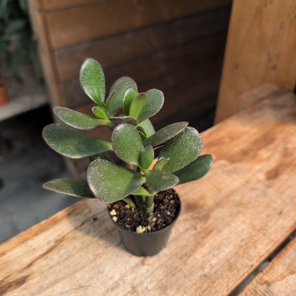 Crassula 2.5" - Assorted