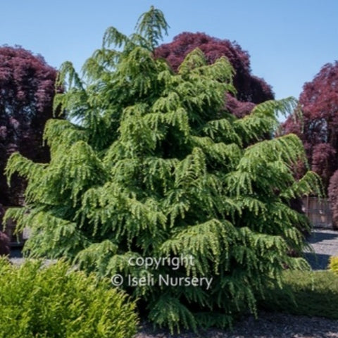 Canadian Hemlock 'Dawsoniana'