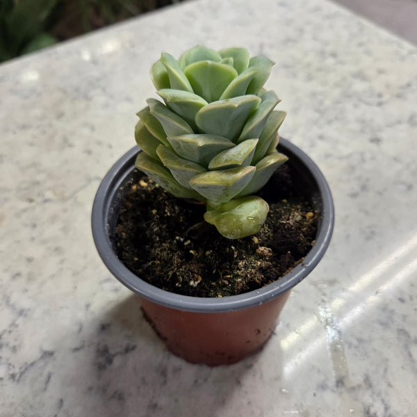 4" Succulents 'Big Variety'